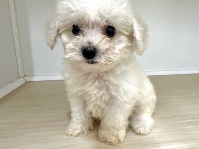 ビションフリーゼ