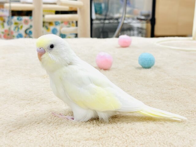 セキセイインコ