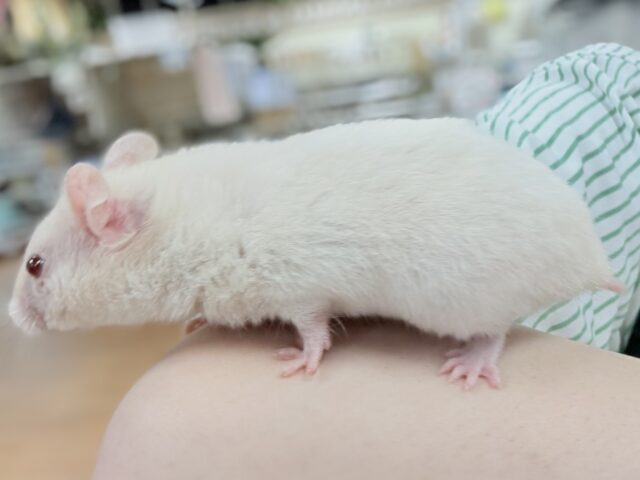 カラーハムスター