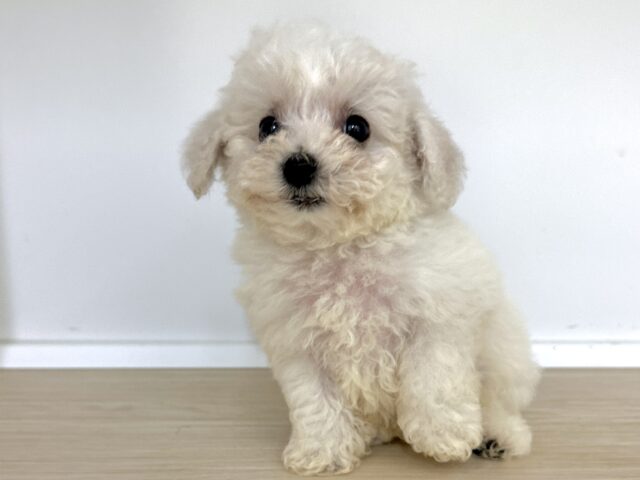 ビションフリーゼ