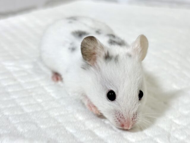 ゴールデンハムスター