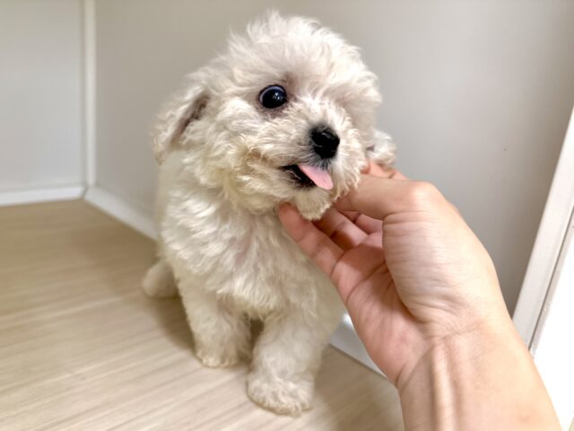 ビションフリーゼ