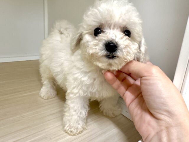 ビションフリーゼ