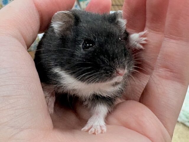 ジャンガリアン