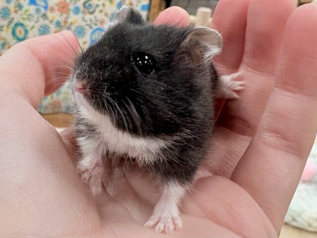 ジャンガリアン