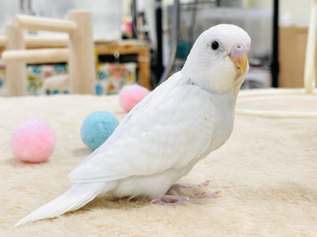 セキセイインコ