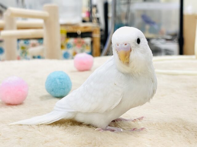 セキセイインコ