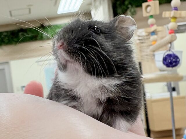 ジャンガリアン