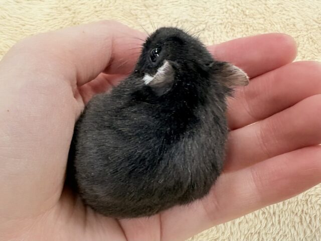 ジャンガリアン