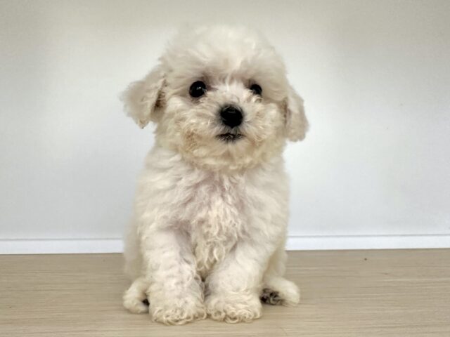 ビションフリーゼ