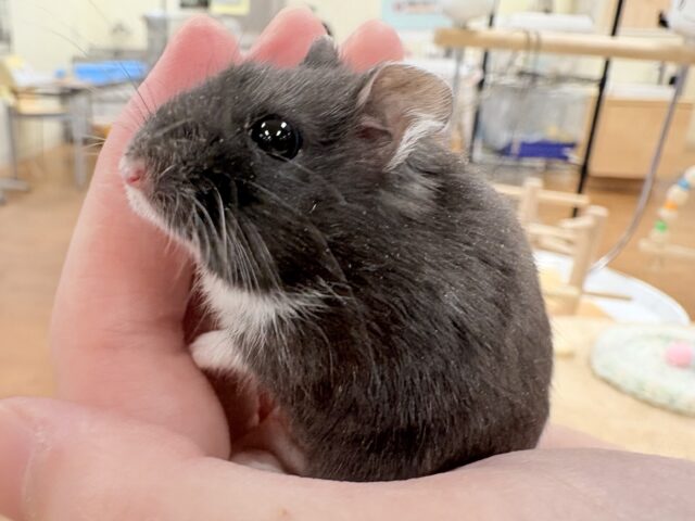 ジャンガリアン