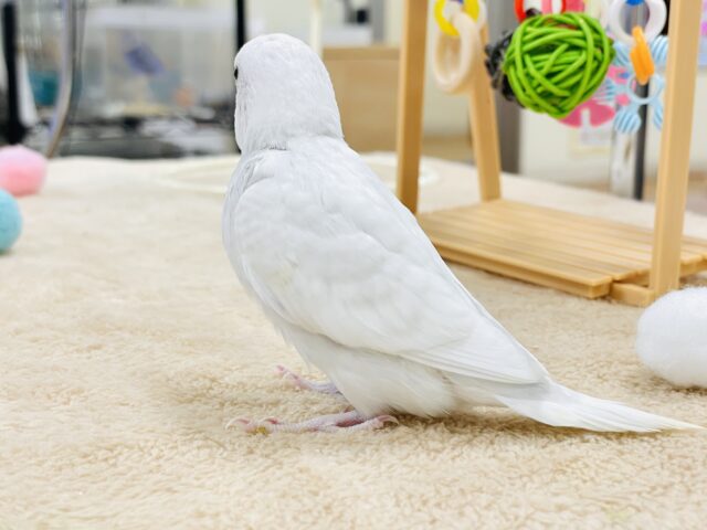 セキセイインコ