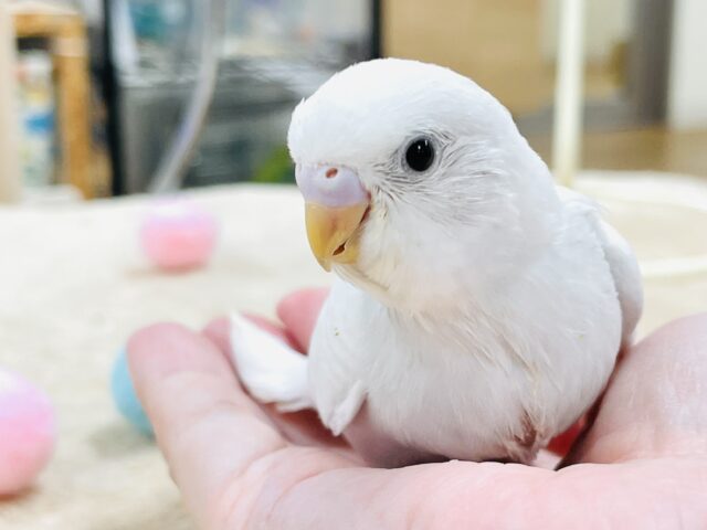セキセイインコ