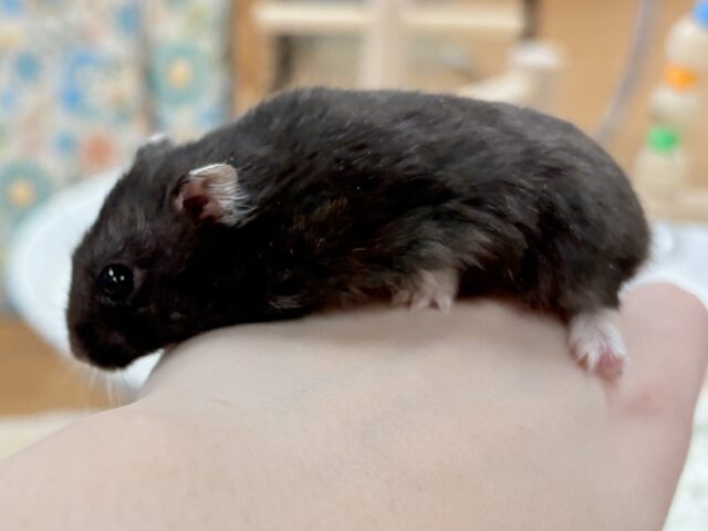 ジャンガリアン