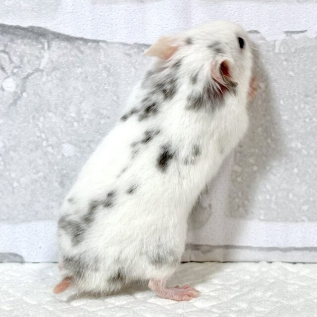 ゴールデンハムスター