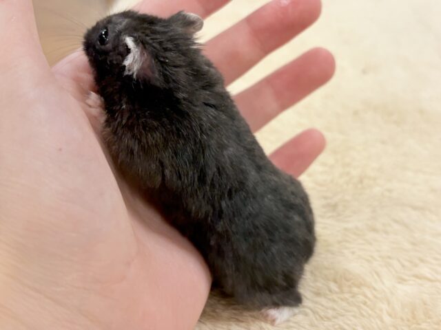 ジャンガリアン