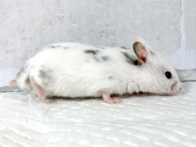 ゴールデンハムスター