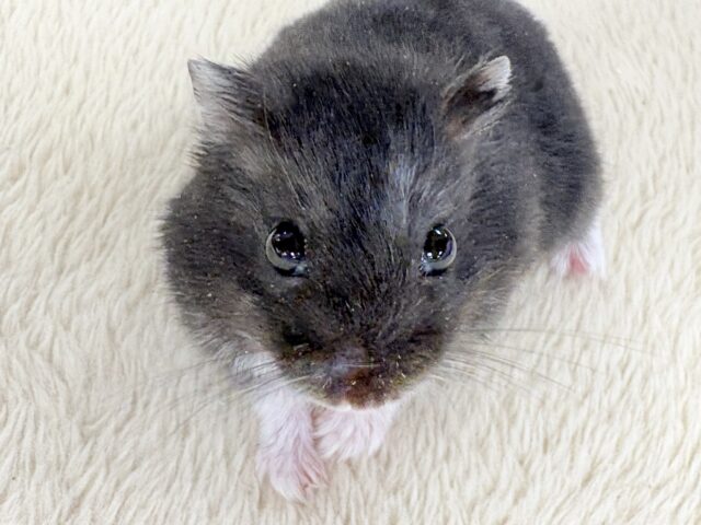 ジャンガリアン