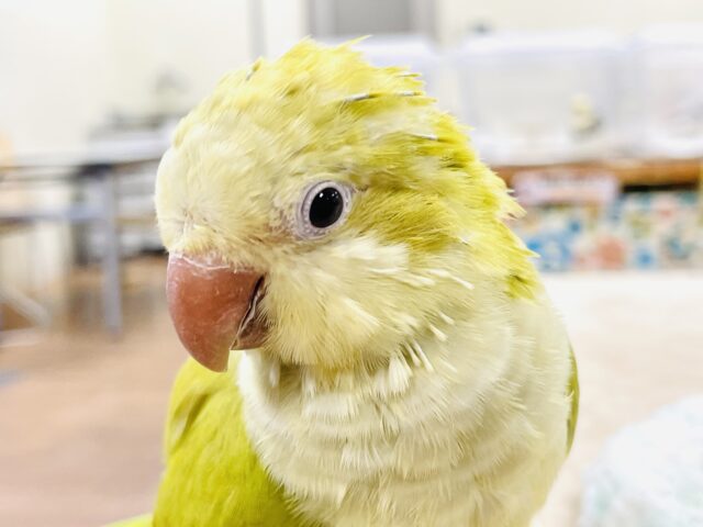 オキナインコ