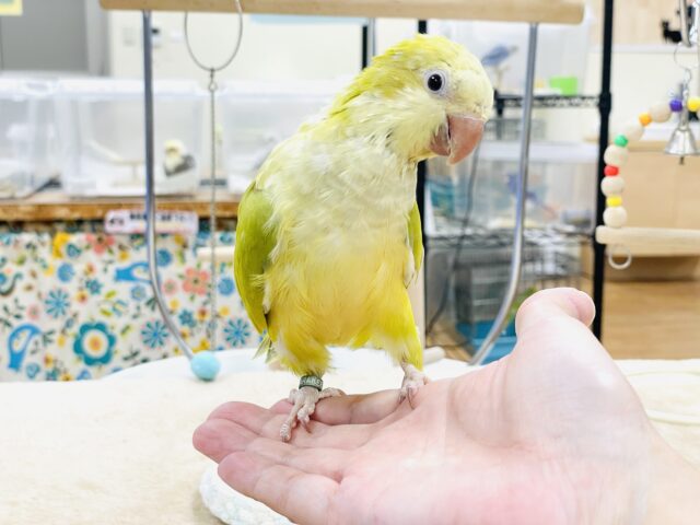 オキナインコ