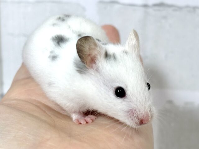 ダルメシアンハムスター 男の子 🤍🖤🐹 ゴールデンハムスター