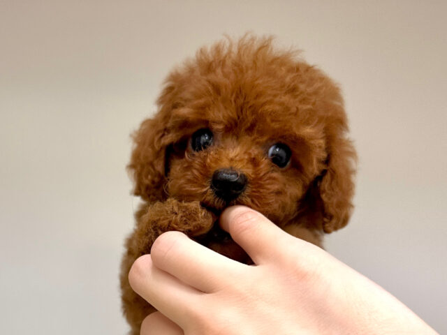 キラキラおめめ☆*。トイプードル男の子 トイプードル