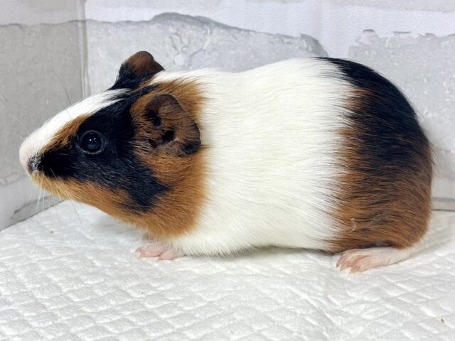 イングリッシュモルモット