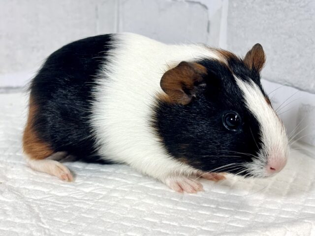 イングリッシュモルモット