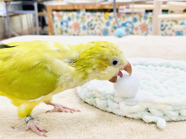 オキナインコ
