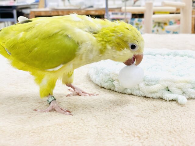 オキナインコ