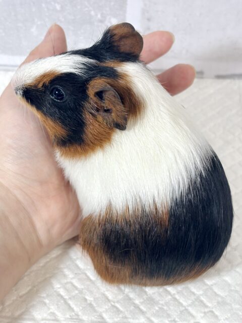 イングリッシュモルモット