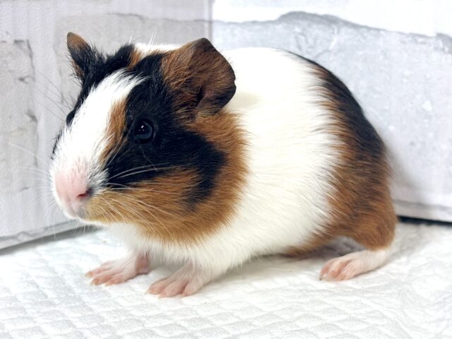 イングリッシュモルモット