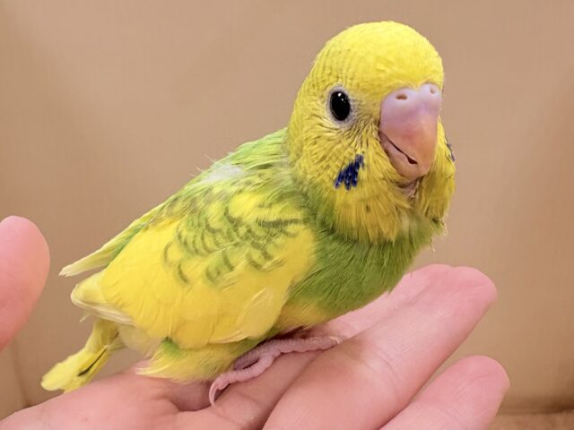 セキセイインコ