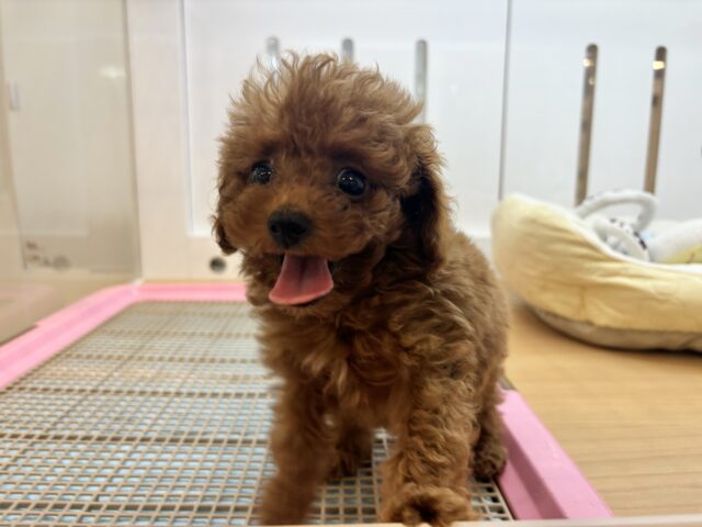 トイプードル