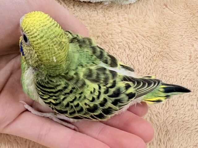 セキセイインコ