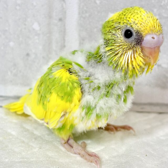 セキセイインコ
