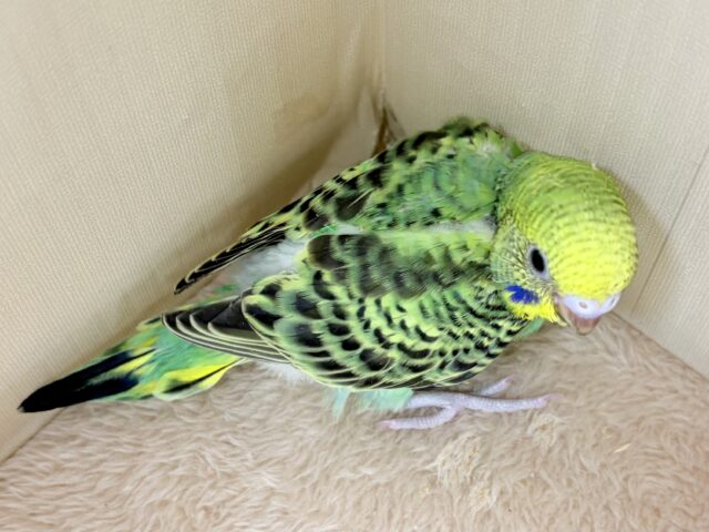 セキセイインコ