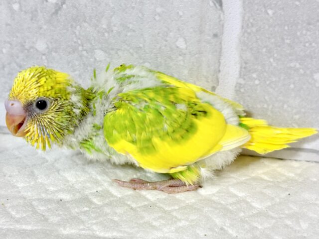 セキセイインコ