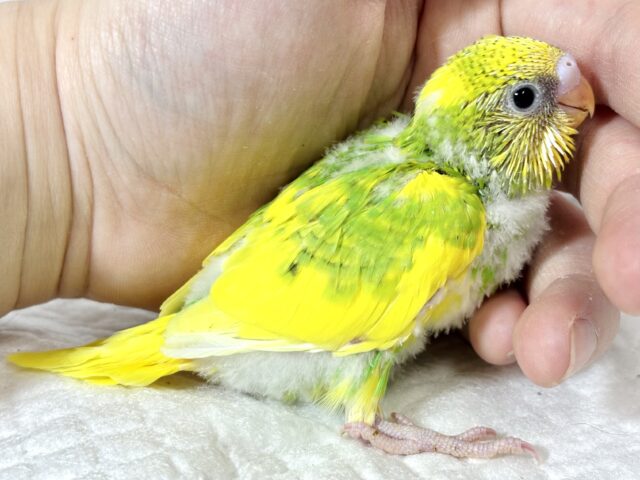 セキセイインコ