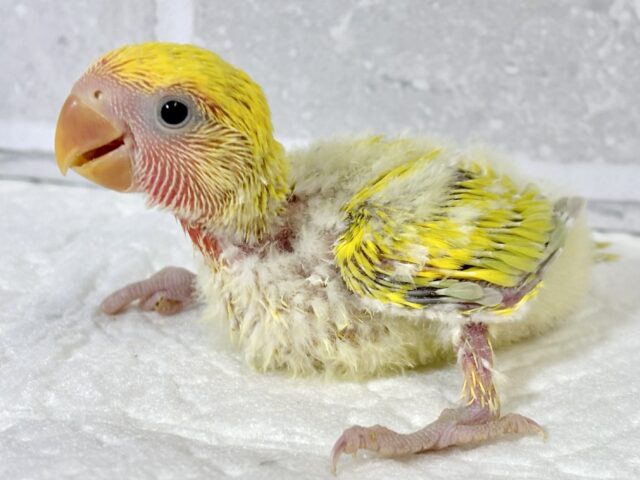 コザクラインコ（小桜インコ）