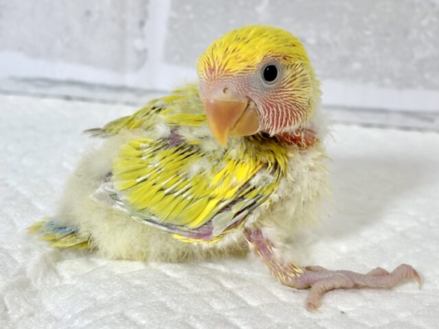 コザクラインコ（小桜インコ）