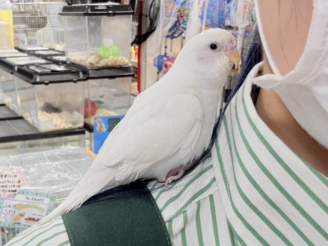 セキセイインコ