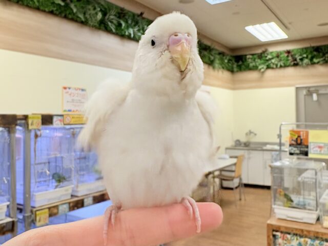 セキセイインコ
