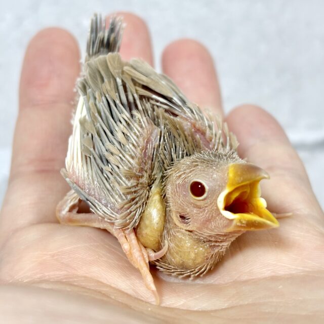 シナモン文鳥 🕊🤎🧡✧* シナモン文鳥