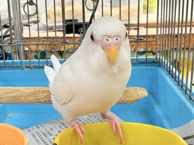 セキセイインコ