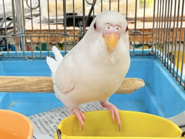 セキセイインコ