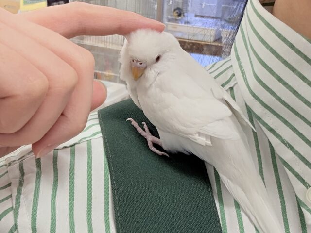 セキセイインコ