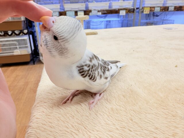セキセイインコ