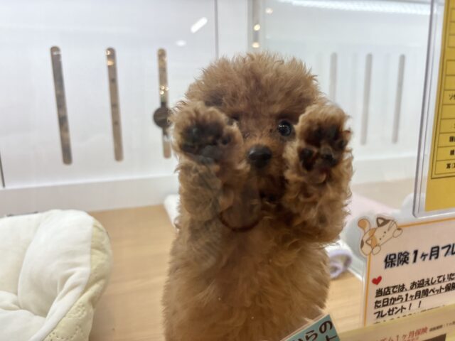 トイプードル
