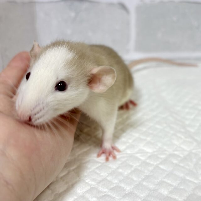 ファンシーラット